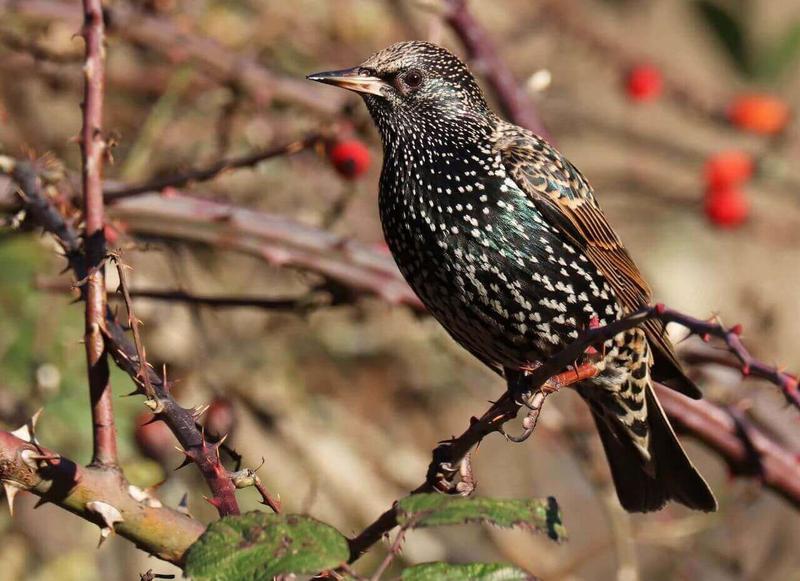 Dlaczego drożeją bilety na Szpaka