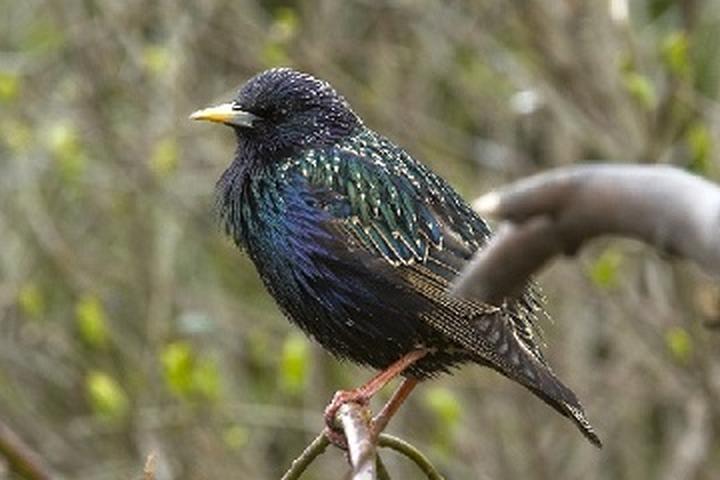 Składniki ceny biletu koncertowego