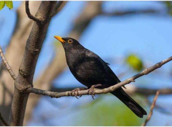 Ceny biletów na koncert Szpaka – ile naprawdę trzeba zapłacić?