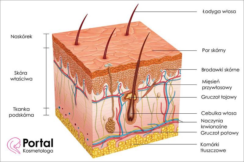 Analiza odbioru utworu